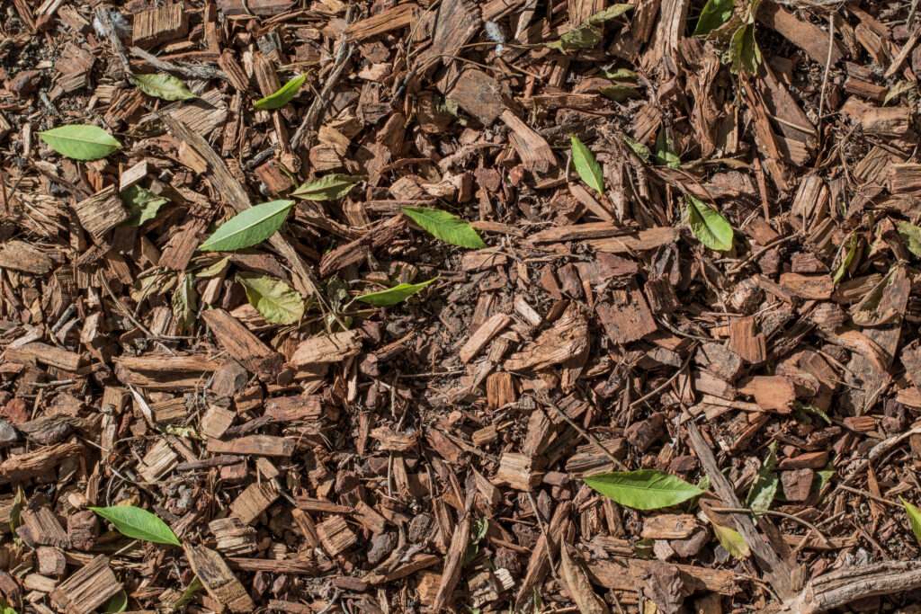 bark mulch